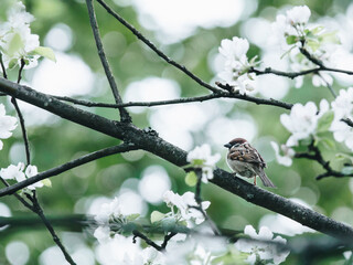 早安心语：发朋友圈的清晨短句